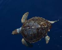 caretta caretta