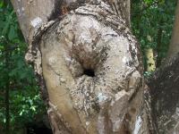 Buco nel tronco di un albero