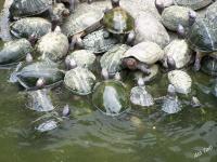 Tartarughe