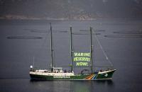 tonno greenpeace