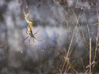Ragnatela