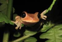 Save the frog day