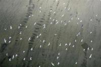 Disastro ambientale Louisiana