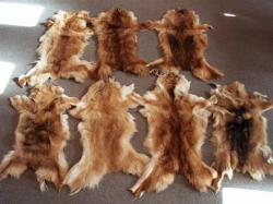 Gatti uccisi per fare pelliccie
