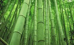 bamboo