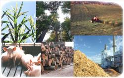 biomasse sosteniblit paesi europei