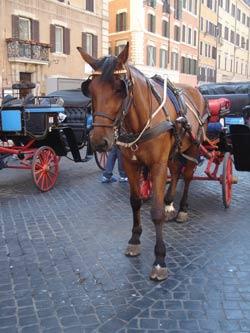 botticella piazza spagna