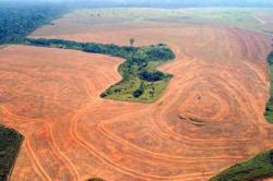 Responsabilit editori sulla deforestazione