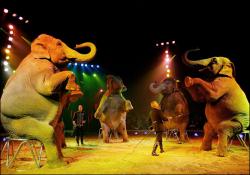 esibizioni elefanti circo