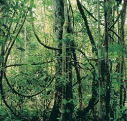 alberi foresta pluviale amazzonica