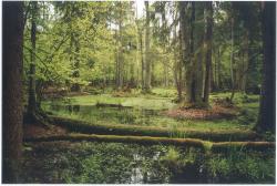 polonia foresta Bialowieza