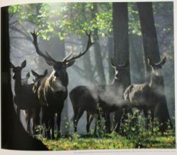 cambiamenti climatici foresta bialowieza