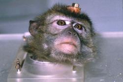 scimmia con elettrodi