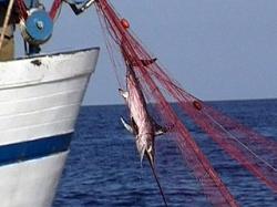spadare reti pesca illegale