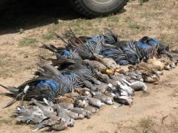 uccelli uccici caccia visibilit